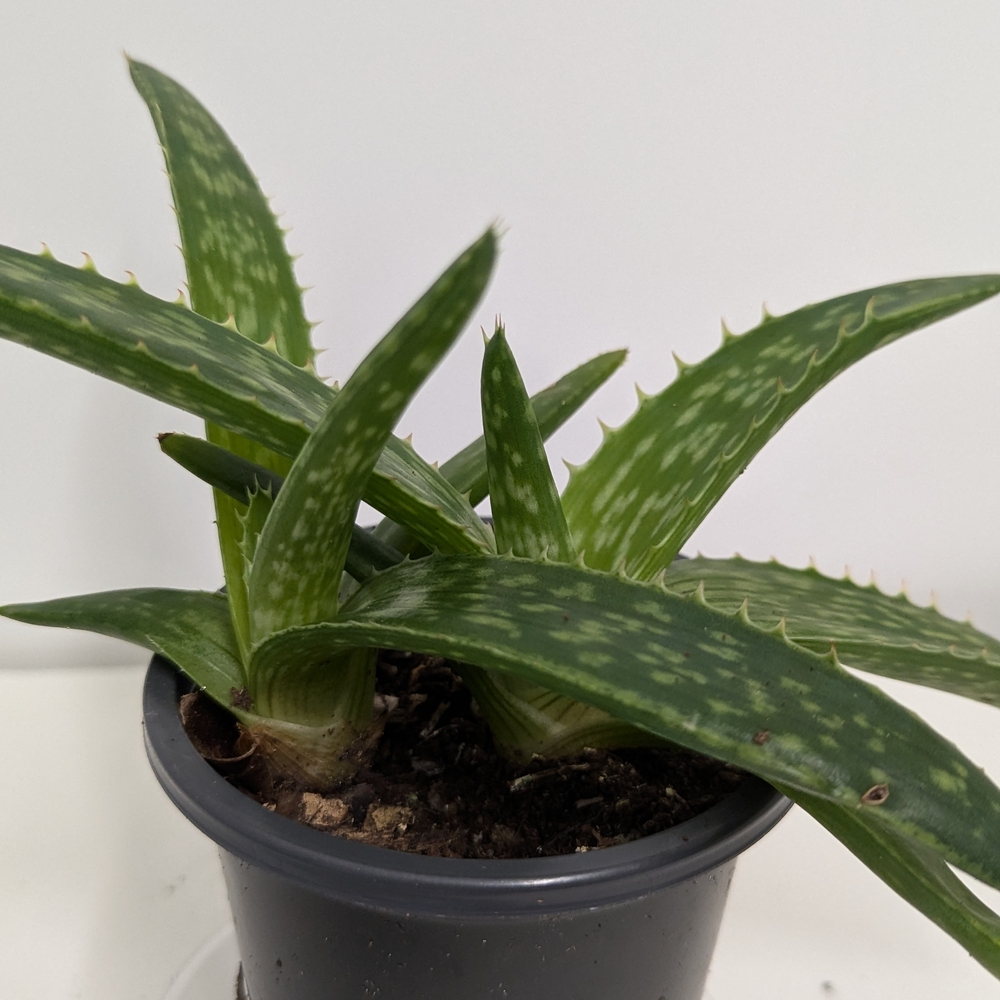 Green and Black Aloe Habitat Accessory Plant